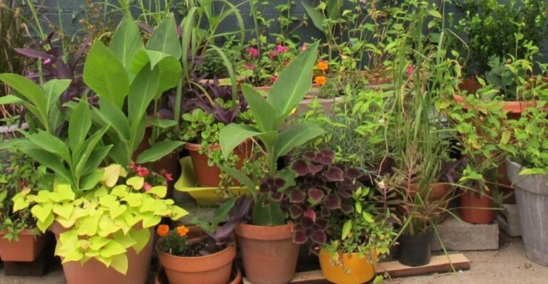 The One Thing You Must Do For Tender Michigan Perennials Before October Wraps Up
