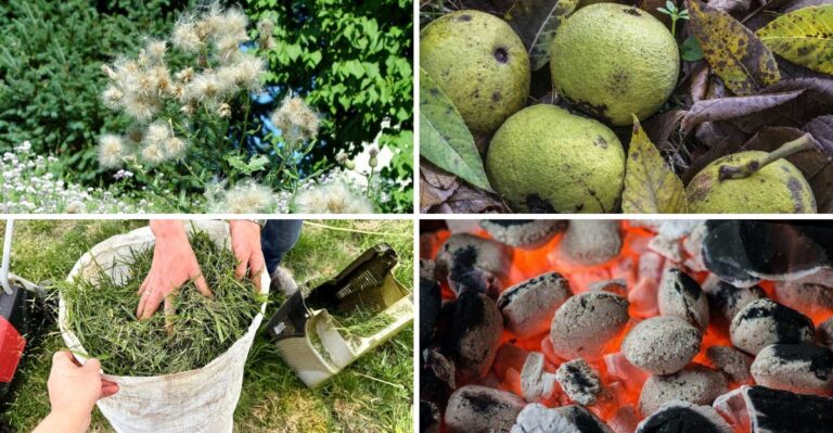 Keep These Things Out Of Your Virginia Compost Pile This Fall