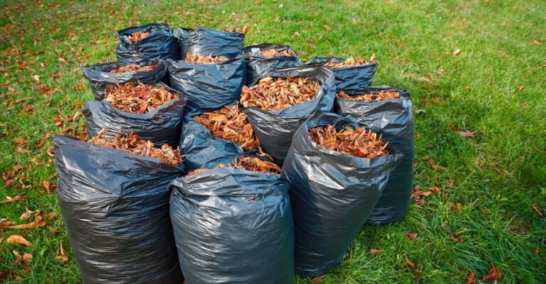 Why You Should Stop Bagging Your Fall Leaves