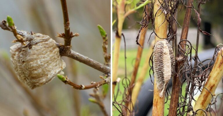 Tan Foam-Like Lumps On New Jersey Shrubs This Month Hold Hundreds Of Future Garden Hunters