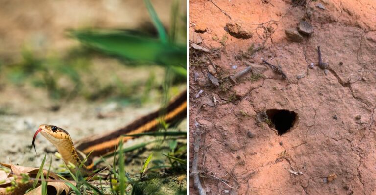 8 Signs Snakes Are Denning Near Your House This Winter
