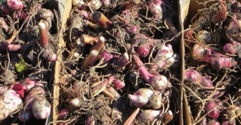How To Store Canna Rhizomes So They Make It Through A Michigan Winter