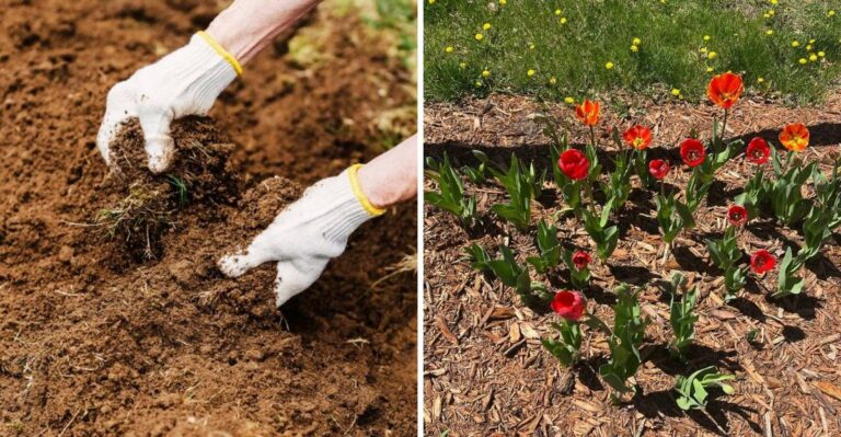 Why Rushing To Plant Spring Bulbs In October Can Mean A Weaker North Carolina Display