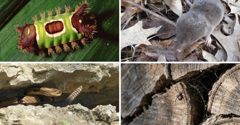 These Venomous Creatures Live In Maryland, Know What To Watch For This Fall