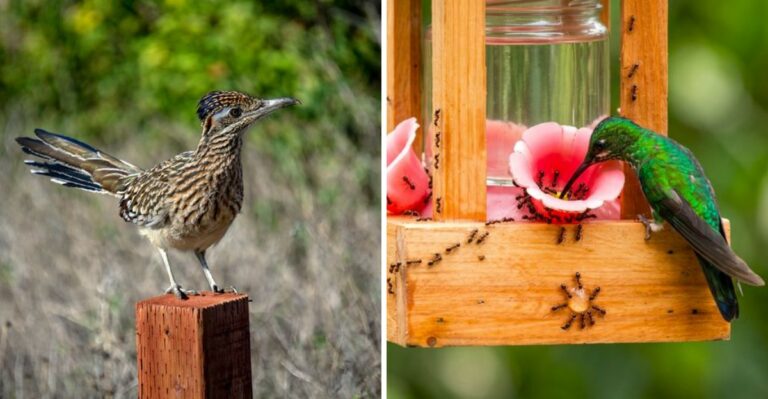 Hummingbird Predators And Pests You Don’t Want Near Your Texas Feeders