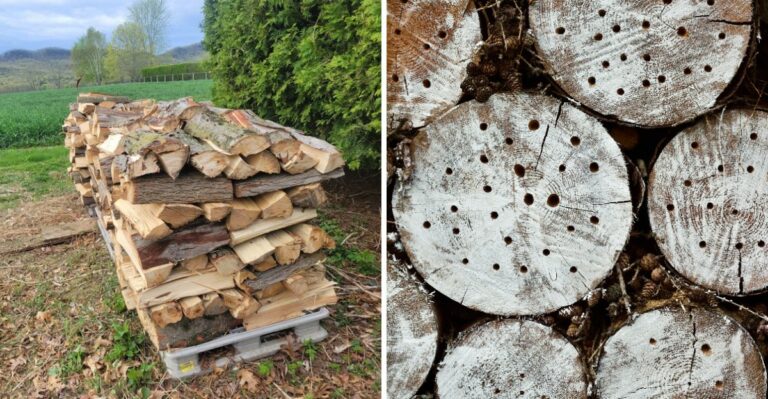 The Tiny Holes In Ohio Firewood That Mean You Shouldn’t Bring It Inside