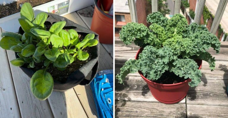 Texas Fall Crops To Grow In Containers Instead Of Garden Beds