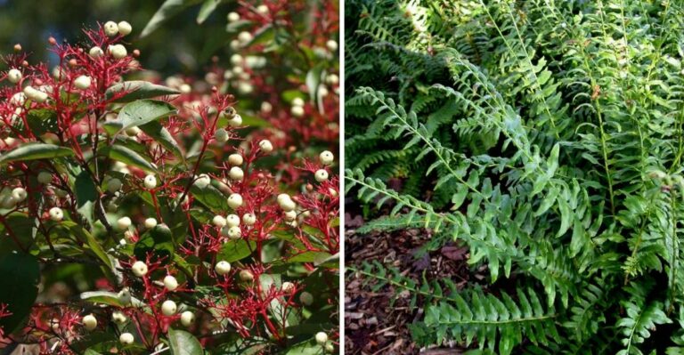 The Pennsylvania Natives That Stabilize A Hillside Without Retaining Walls