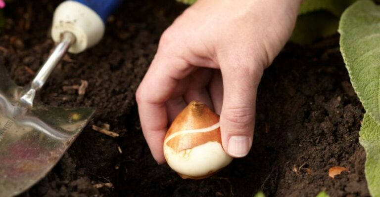 Indiana Gardeners Who Plant Tulip Bulbs In October Often Get A Fuller Spring Show
