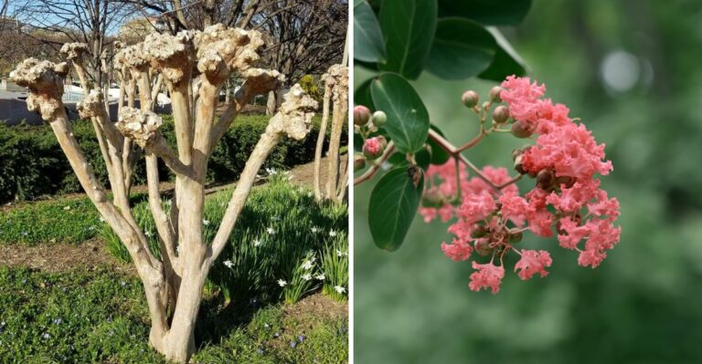 The November Crape Myrtle Mistake That Leaves Florida Trees Open To Cold Damage