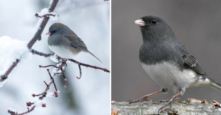 If You See This Gray Bird In Missouri, Winter Is Probably Close