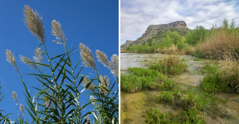 This Invasive Weed Is Spreading Along Texas Creeks
