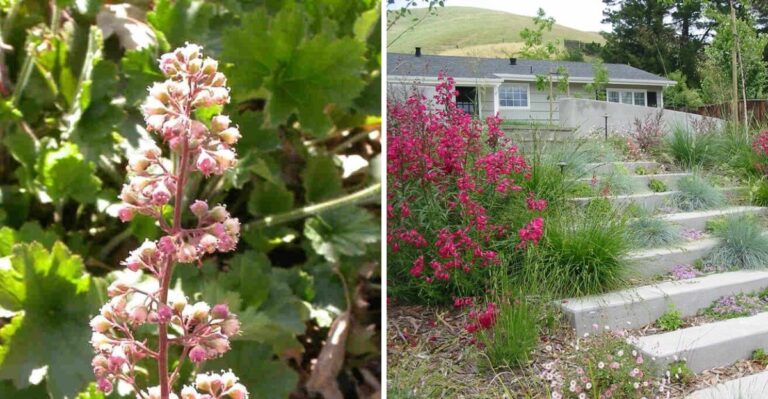 Why California Gardeners Should Plant Natives Before the First Big Rain