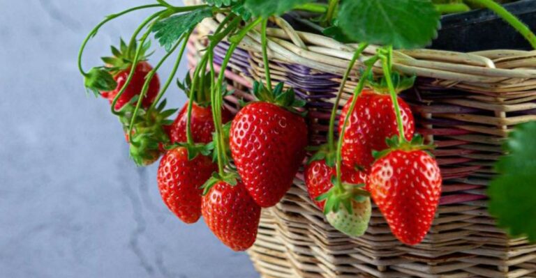 The Alabama October Planting Trick That Brings Strawberries Months Early