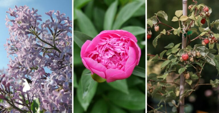 New York Plants To Prune Now And Ones That Shouldn’t Be Touched