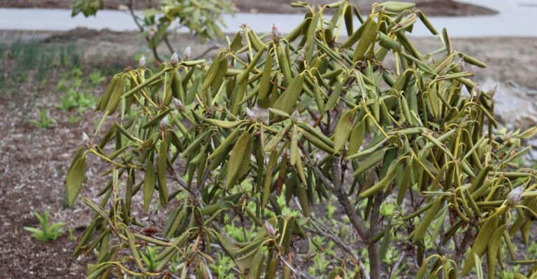 Why Your Rhododendron Leaves Curl In Cold Weather