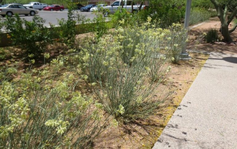 Some Arizona Roadsides Are Managed for Pollinators, And Your Yard Can Borrow the Idea with Desert Milkweed