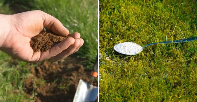 Why Fall Is The Best Time To Soil Test A Virginia Lawn Not Spring
