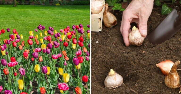 The Paper Bag That Becomes A Spring Garden In New Jersey