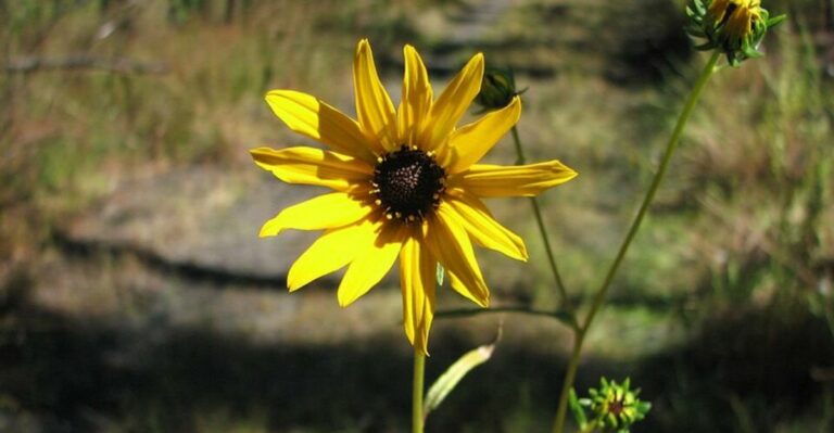 Skip The Mums This Fall And Plant These Florida Natives Instead