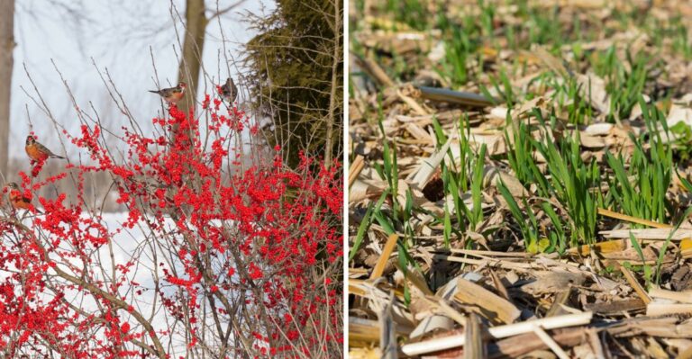 What To Plant In Your Pennsylvania Yard Before October Ends