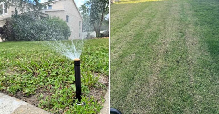 Reasons Your California Lawn Stays Thin No Matter How Much You Fertilize