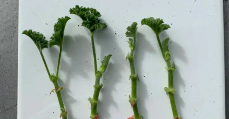 How To Propagate Geraniums In California Without Special Equipment