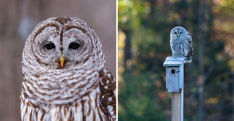 The Owl More Pennsylvanians Are Spotting This Fall