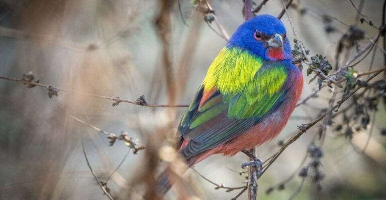 Painted Buntings Are Heading Toward Florida Gardens – Here’s What They Want to Find