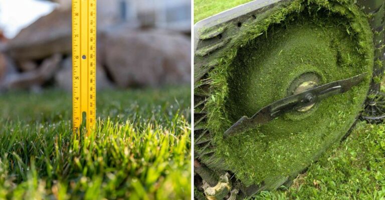 The Mowing Habit That Leaves California Lawns More Vulnerable Going Into Fall