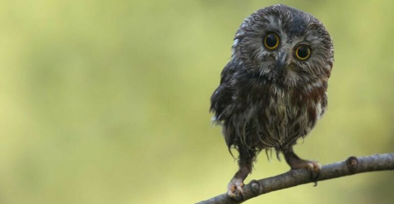 The Smallest Owl In New Jersey Often Weighs Less Than A Stick Of Butter And Is Slipping Into Evergreens Now