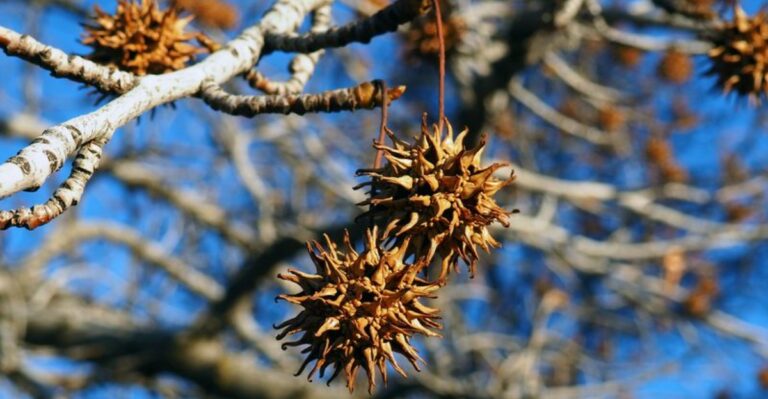 Spiky Balls Hanging From Southern Indiana Trees Will Soon Be Dropping Onto Lawns
