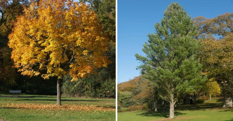 The Pennsylvania Trees To Plant Before Halloween