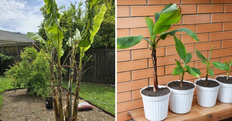 Getting Florida Banana Plants Ready Before The Cold Arrives