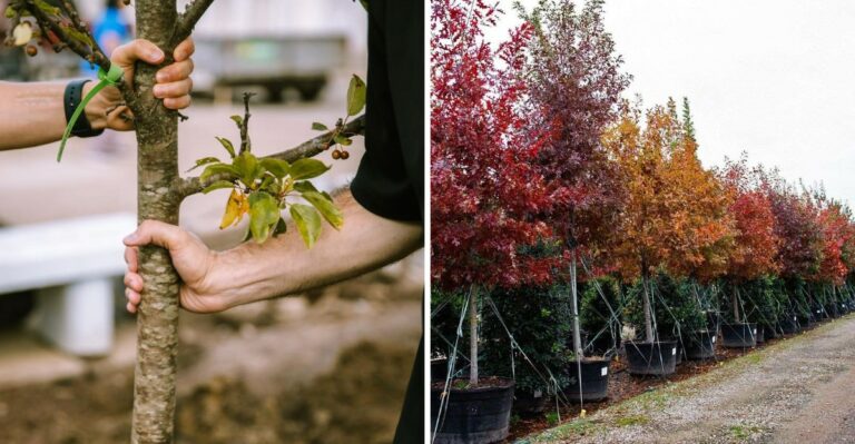 Why Smart Texas Gardeners Plant Trees In November Instead Of Spring