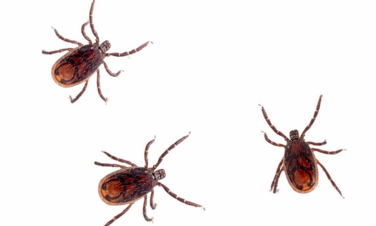 Arizona’s Brown Dog Tick Can Seek Out Your Dog and Still Wait in Ambush