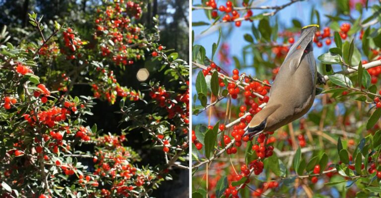 The Texas Native Shrub That Turns One Yard Into A Bird Feeding Station