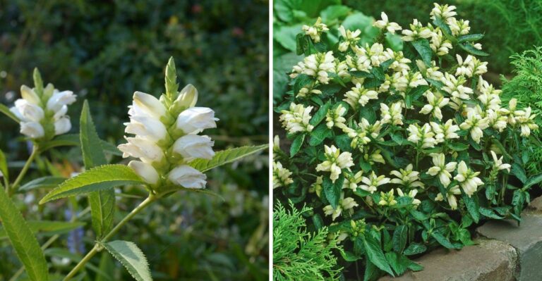 The Native Pennsylvania Perennial That Thrives In Wet Spots
