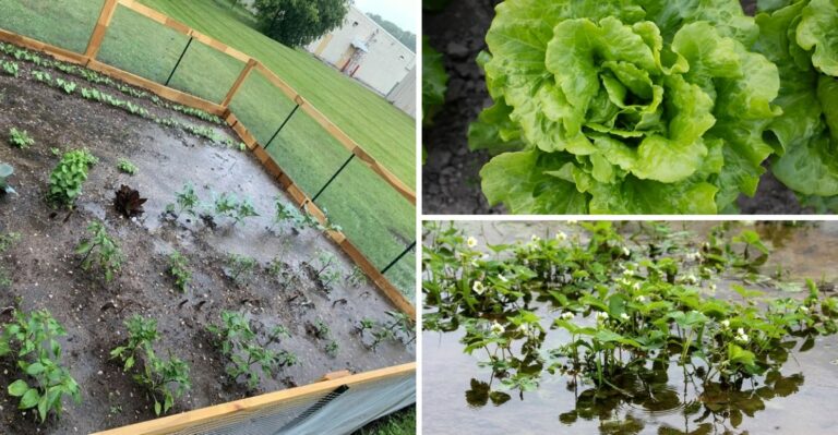 Did Isaias Flood Your Virginia Garden? Why Those Vegetables May Not Be Safe To Eat