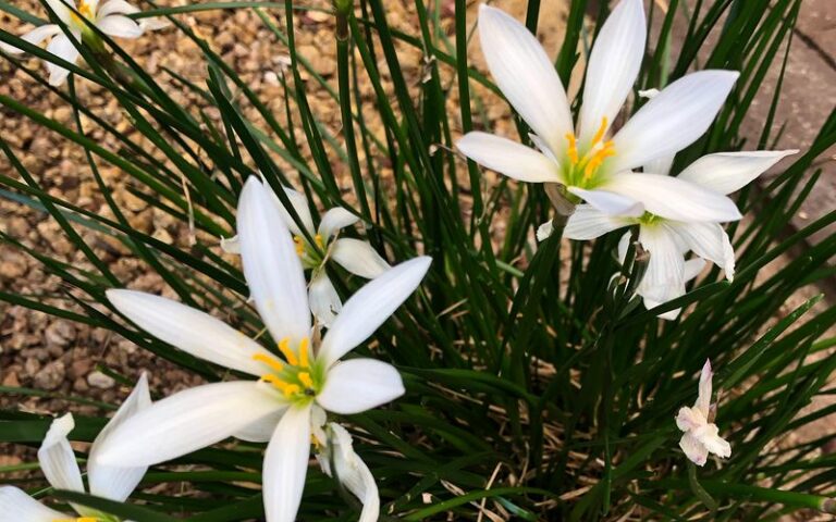 This Arizona Desert Bulb Shoots Up Flowers Overnight After Fall Rains, Before Any Leaves