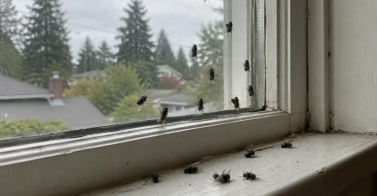 The Slow Flies Swarming Ohio Windows In October Aren’t Coming From Your Houseplants