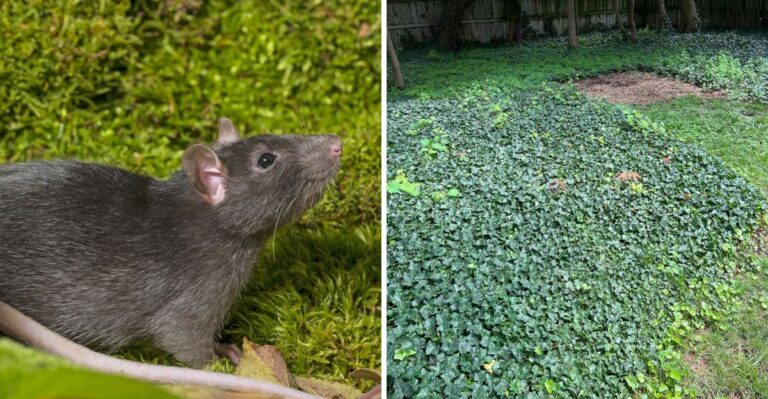 The Garden Feature That Quietly Invites Rats Into California Yards Before Winter