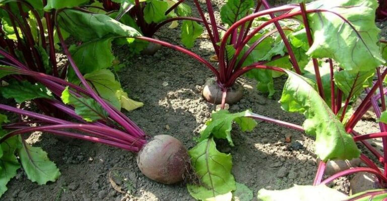Why Your Beets Are All Leaves And No Roots (And How To Fix It Next Time)