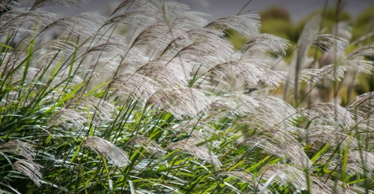 The Ornamental Grasses Ohio Invasive Experts Want Out Of Your Yard
