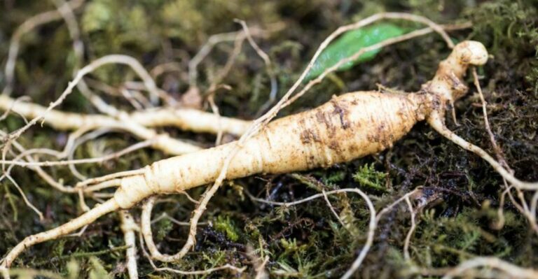 Missouri Ginseng Season Ends December 31 With A Permit Required