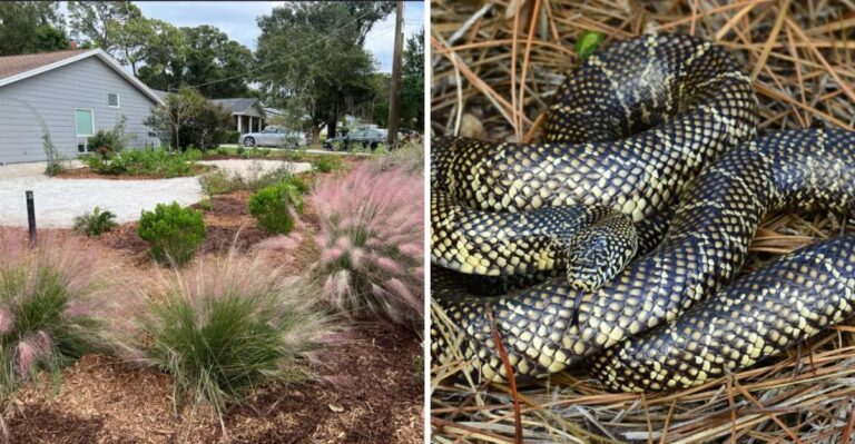 Why Letting One Wild Corner Of Your Florida Garden Go Unmowed Keeps Snakes (And Pests) Balanced