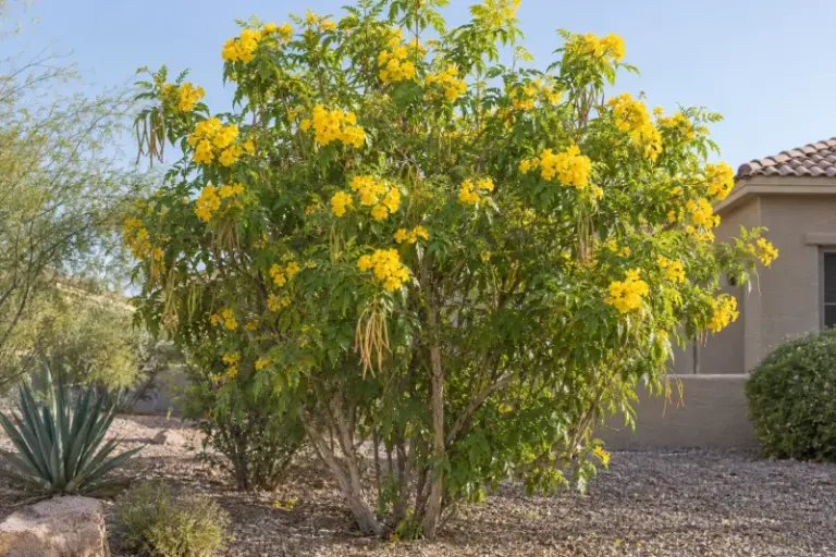 8 Arizona Shrubs That Shade A Sun-Baked Patio Before Next Summer Hits
