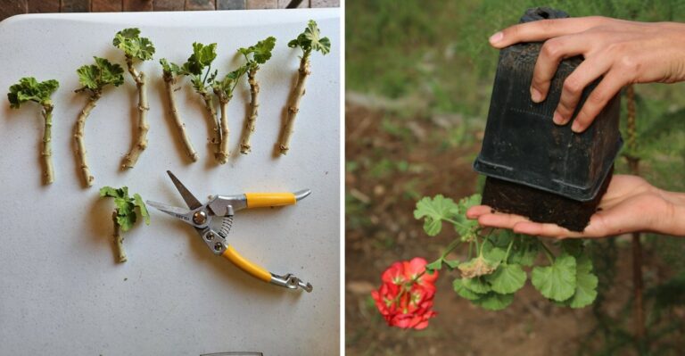 How To Propagate Geraniums In New York In 8 Simple Steps For Stunning Spring Color