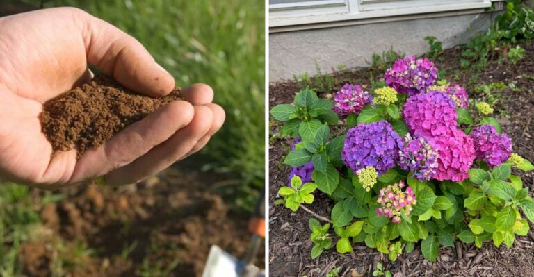 Don’t Miss This Important Hydrangea Task In October In Pennsylvania