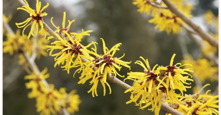 The Native Ohio Shrub With A Witch In Its Name Blooms Right On Time For Halloween